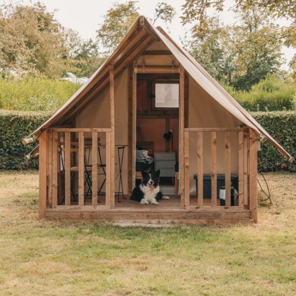 Chien sur une terrasse du Camping Sous les Pommiers en Normandie dans le Calvados