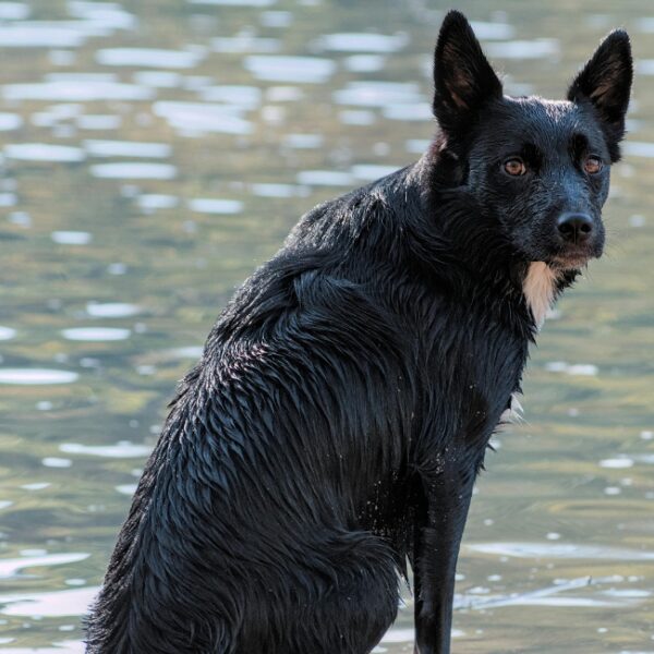 Chien du Camping InNature à Arcques dans l' Aude