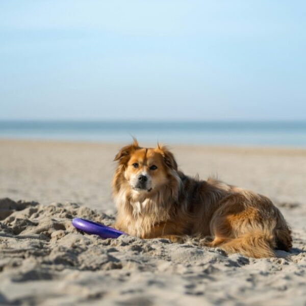Chien de l'Hôtel du Porge à Le Porge en Gironde