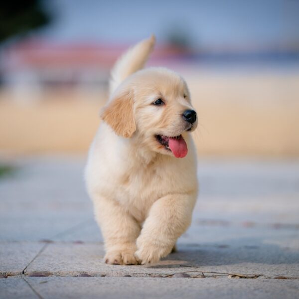 Chien du Camping de Briange proche de la grotte chauvet en Ardèche