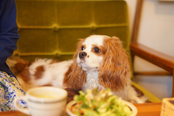 Restaurant Aux 2 Sapins