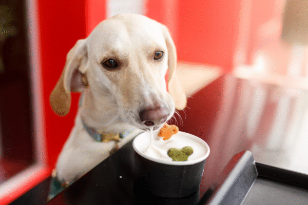 Restaurant Oh Liban !