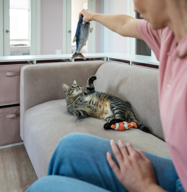 Pet sitter avec chat
