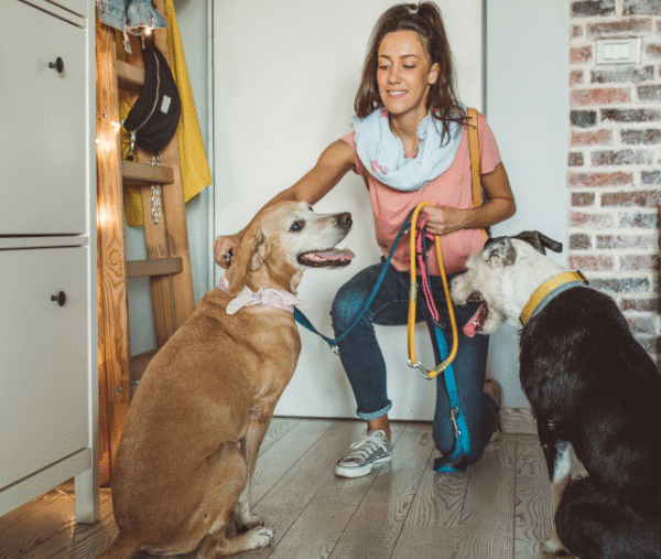 Pet-sitter avec des chiens