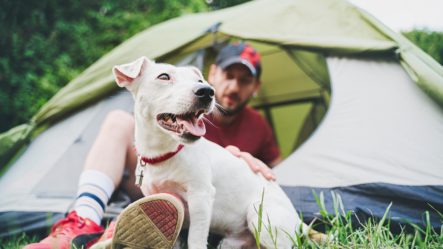 Chèques vacances ANCF, bons VACAF, carte ACSI.. voyager moins cher avec mon chien