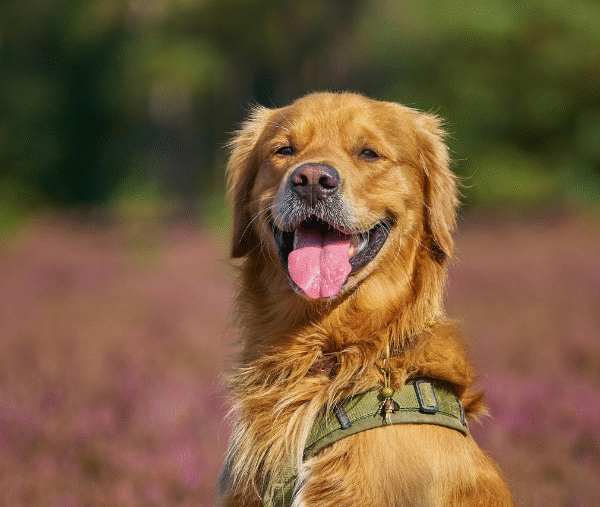 Chien dans champ de lavande en Provence, où les chiens sont acceptés