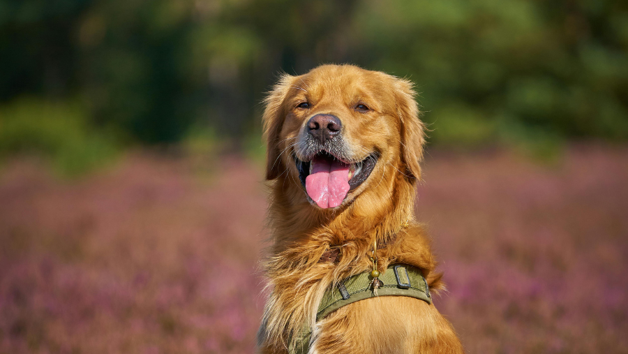 Visiter la Provence avec son chien