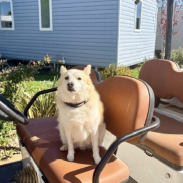 Chien sur une golfette du Camping Saint Jacques à Sarzeau dans le Morbihan