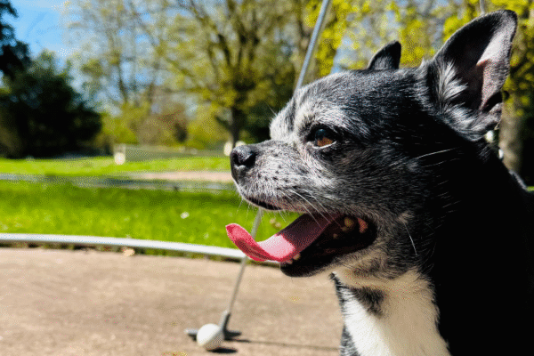 Vittel : une destination bien-être vraiment dog-friendly