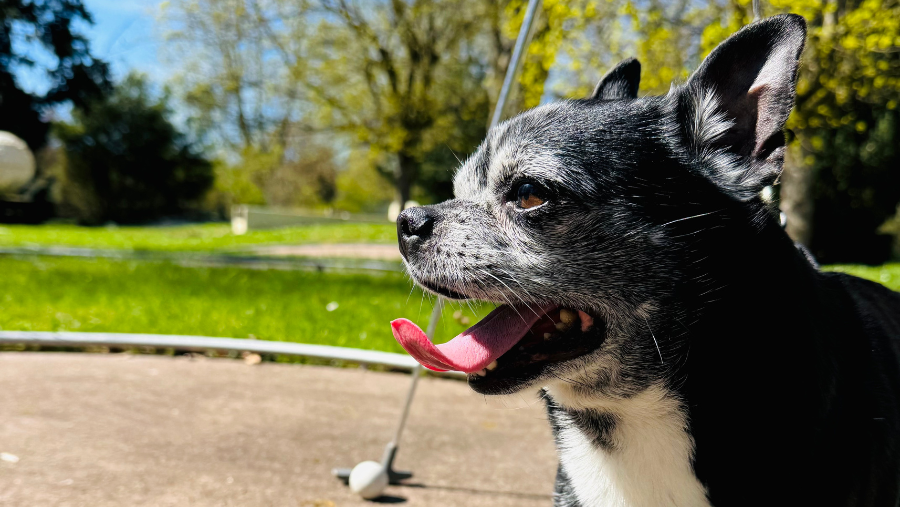 Vittel : une destination bien-être vraiment dog-friendly