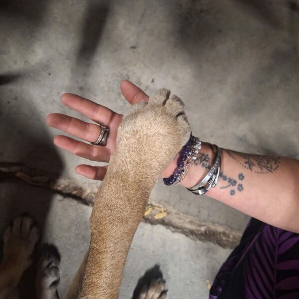 Chien admis du du Camping les Lavandes Valensol à Valensol dans les Alpes-de-Haute-Provence