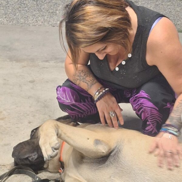 Chien du Camping les Lavandes Valensol à Valensol dans les Alpes-de-Haute-Provence