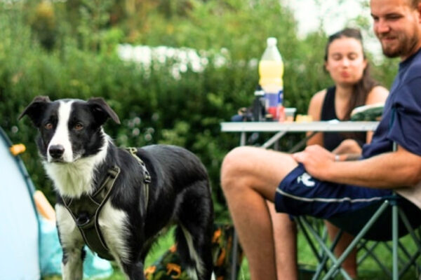 Camping Sous les Pommiers