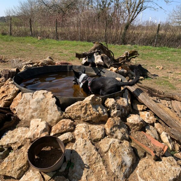 Chien au Fun'Zen dog parc canin à Sacquenay en Côte d'Or