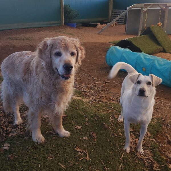 Chien au Fun'Zen dog parc canin à Sacquenay en Côte d'Or