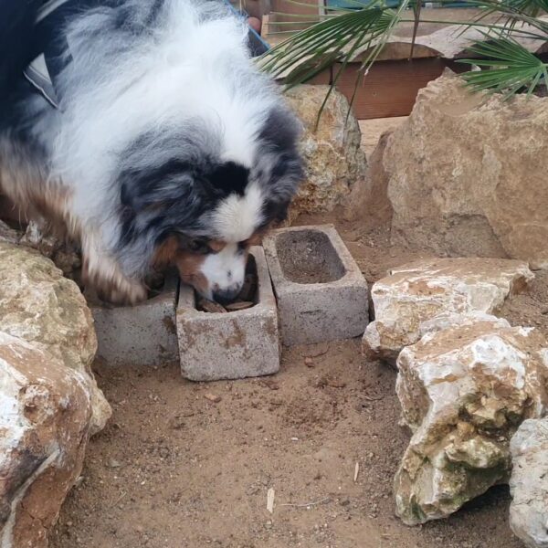 Chien au Fun'Zen dog parc canin à Sacquenay en Côte d'Or