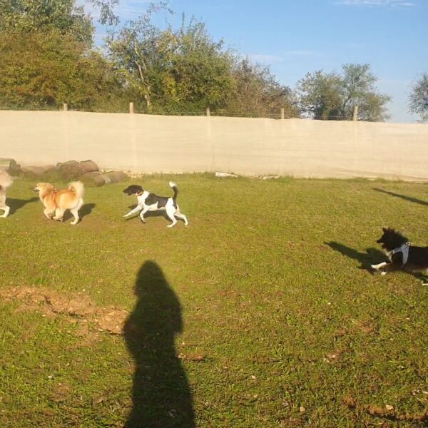 Chien au Fun'Zen dog parc canin à Sacquenay en Côte d'Or