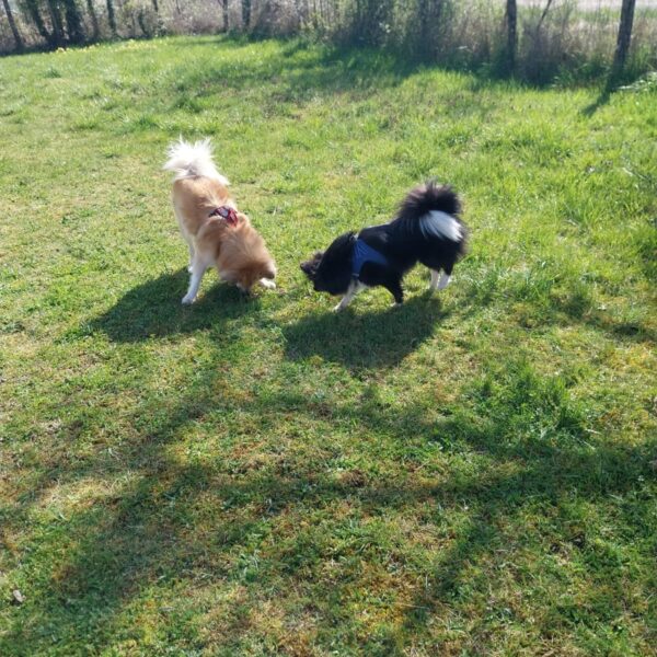 Chien au Fun'Zen dog parc canin à Sacquenay en Côte d'Or