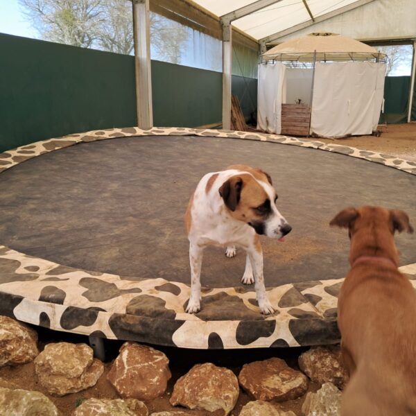 Chien au Fun'Zen dog parc canin à Sacquenay en Côte d'Or