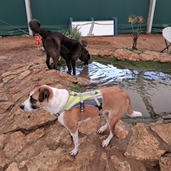 Chien au Fun'Zen dog parc canin à Sacquenay en Côte d'Or