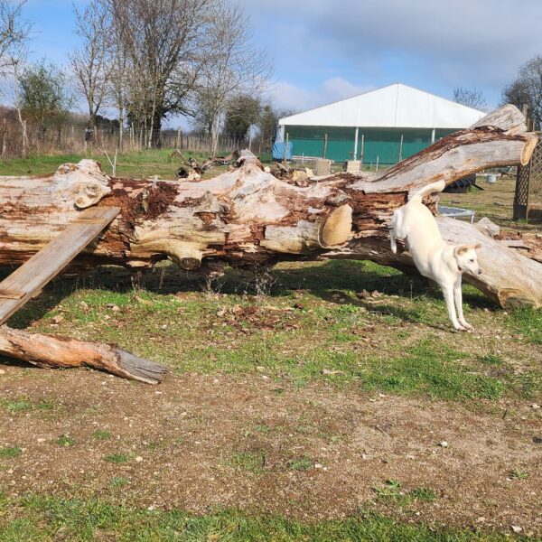 Chien au Fun'Zen dog parc canin à Sacquenay en Côte d'Or