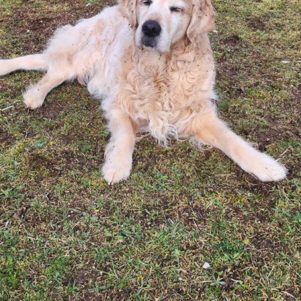 Chien au Fun'Zen dog parc canin à Sacquenay en Côte d'Or