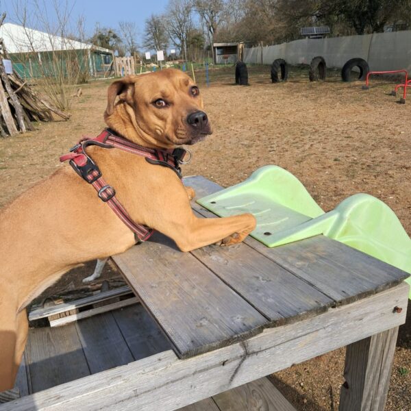 Chien au Fun'Zen dog parc canin à Sacquenay en Côte d'Or