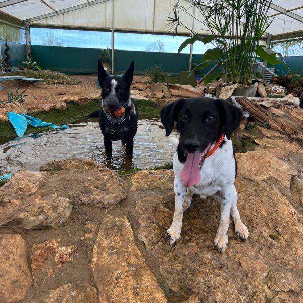 Chien au Fun'Zen dog parc canin à Sacquenay en Côte d'Or