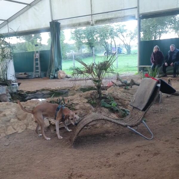 Chien au Fun'Zen dog parc canin à Sacquenay en Côte d'Or