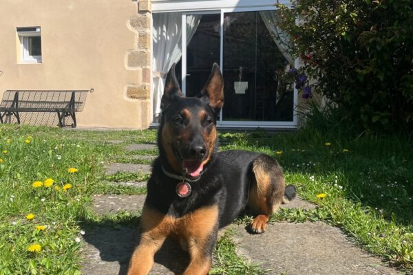 Gîte Le Clos des Laves 100% dogfriendly