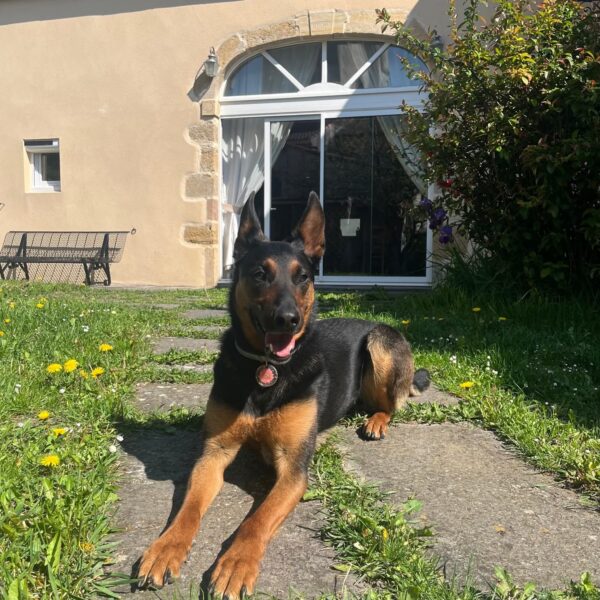 Gîte Le Clos des Laves 100% dogfriendly