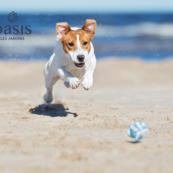 Chien à la plage près des Villas Oasis les Jardins à Les Sables d'Olonnes en Vendée