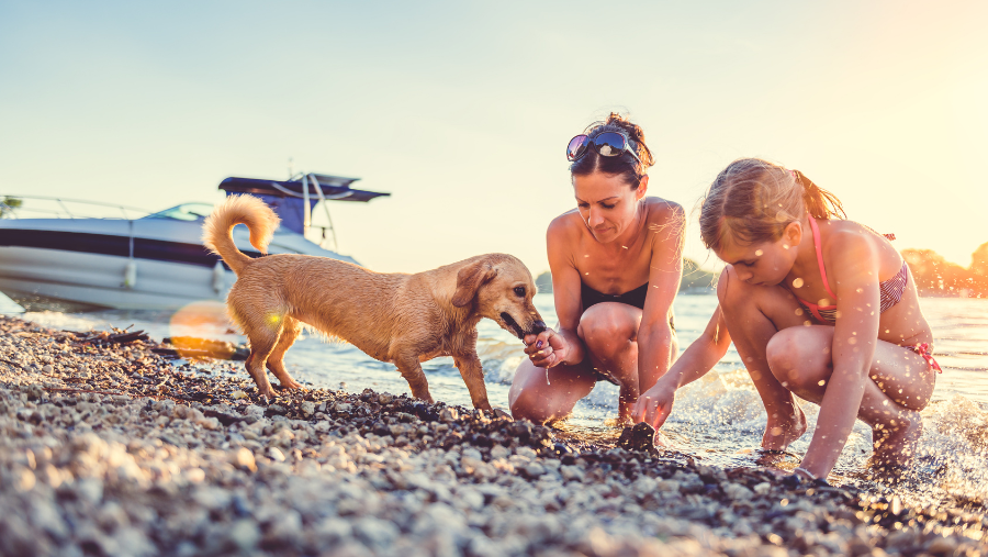 Où voyager dans le Sud de la France avec son chien ?