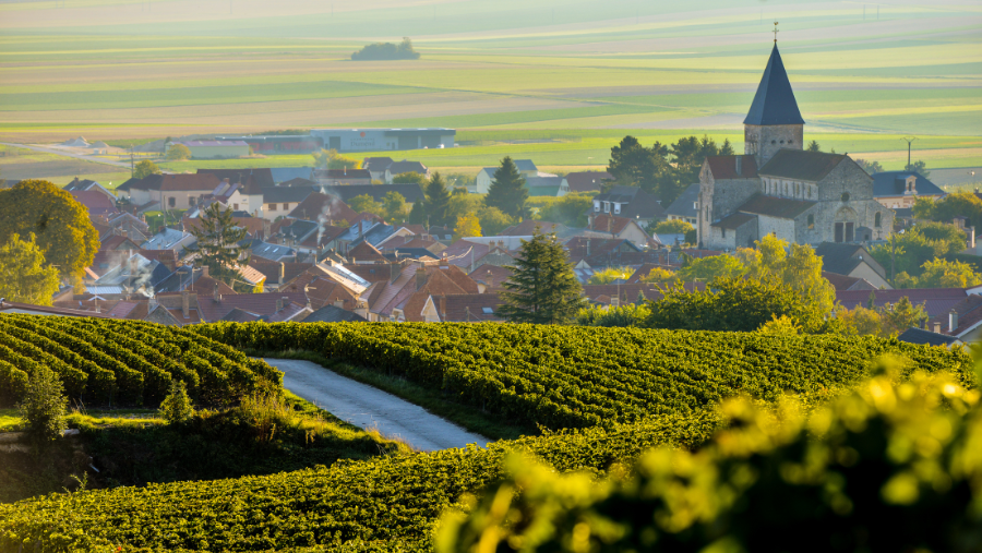 paysage de Champagne à Sacy : vignes et villages à découvrir avec son chien en séjour oenologique