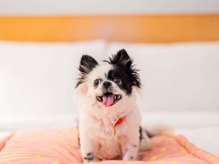 Chien accepté à l'Hôtel Ibis Nantes Centre Tour Bretagne en Loire Atlantique