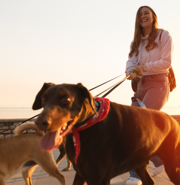 Chien en balade sur l'Île du Levant où les chiens sont acceptés, à Hyères, dans le Var, en Provence-Alpes-Côte d'Azur