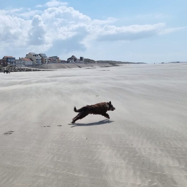 Chien sur la plage dogfriendly Quend près du Gîte les Mouettes en Baie de Somme