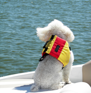 Chien sur un bateau en Méditerranée où les animaux sont acceptés
