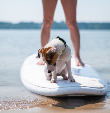 Chien qui fait du surf sur la Côte Atlantique