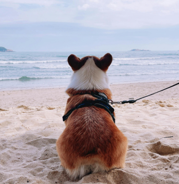 Chien à la plage où les chiens sont acceptés, dans le Var, en Provence-Alpes-Côte d'Azur