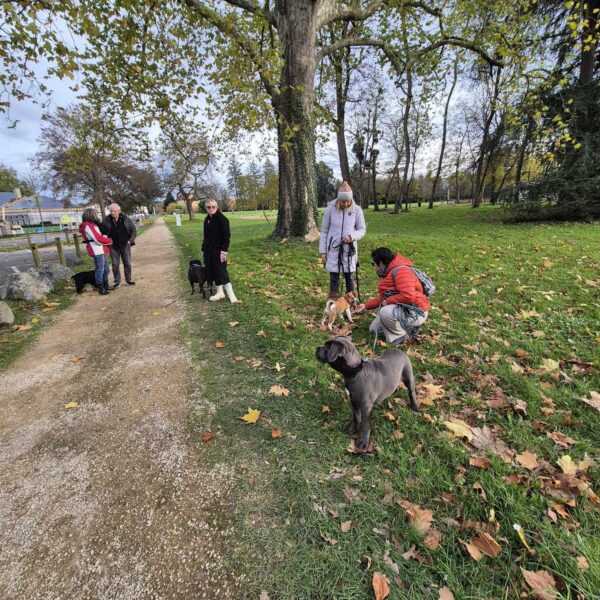 Activités en forêt et balade avec les chiens au Complexe Canin Stay Pawsitive à Courçais dans l' Allier