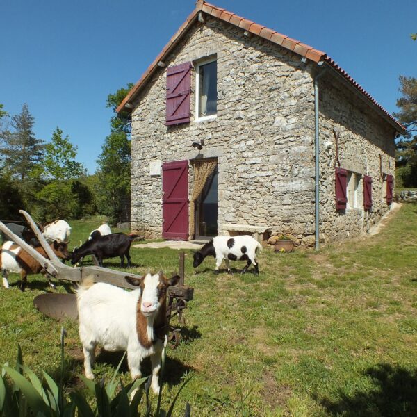 Chèvres devant le Gîte les Vautours en Aveyron dans le Parc naturel Grands Causses