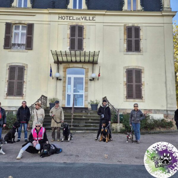 Activité de groupe avec les chiens en ville au Complexe Canin Stay Pawsitive, à Courçais, dans l'Allier