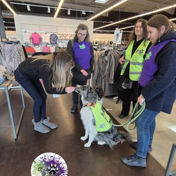 Rencontre entre chiens et membres au Complexe Canin Stay Pawsitive à Courçais dans l' Allier