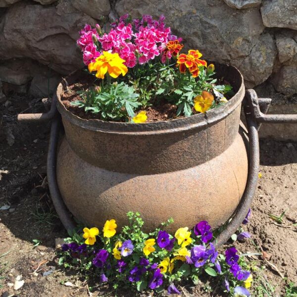 Fleurs au Gîte les Vautours en Aveyron dans le Parc naturel Grands Causses