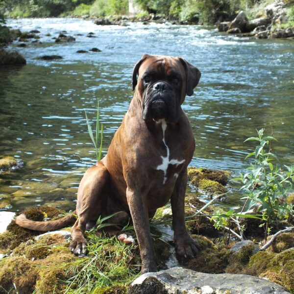 Chien à la rivière proche du Gîte les Vautours en Aveyron dans le Parc naturel Grands Causses