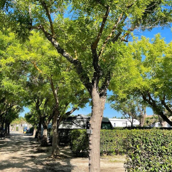 Arbres verdoyants du Camping Beau Séjour dans Le Lavandou dans le Var Var