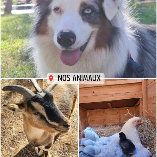 Les animaux du camping Figurotta 3* près de Narbonne dans l'Aude