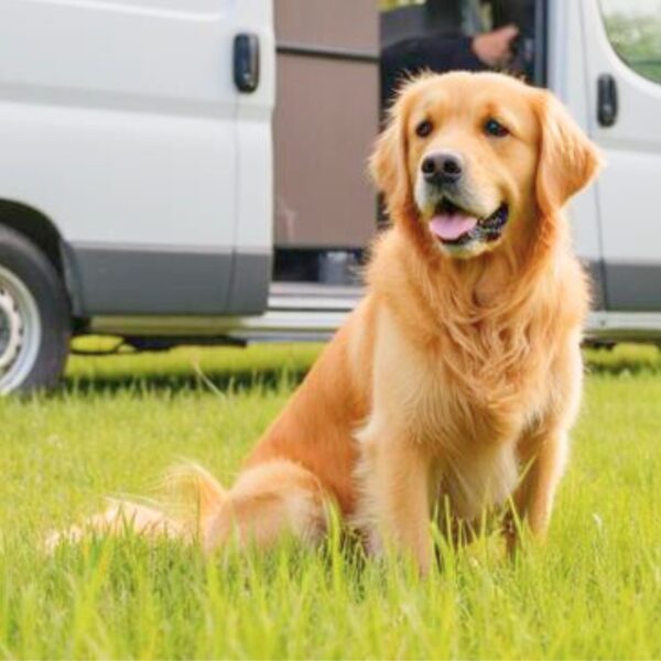 Chien dans la pelouse du Camping Beau Séjour dans Le Lavandou dans le Var Var