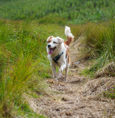 Chien en balade en Côte Basque où les chiens sont les bienvenus, dans les Pyrnénées-Atlantiques, en Nouvelle-Aquitaine